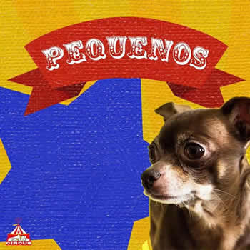 Banho e Tosa de Cães e Gatos na Pet Circus