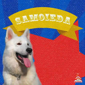 Banho e Tosa de Cães e Gatos na Pet Circus